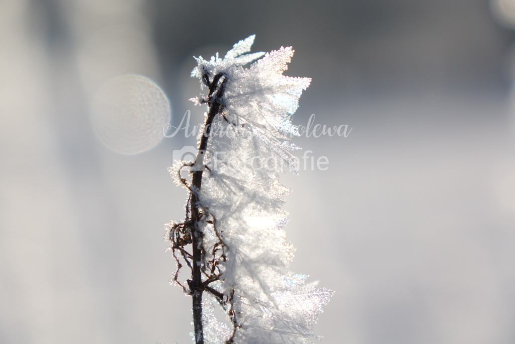 DSC04648 | Der Onlineshop für malerische Fotografien aus dem Landkreis Vechta✅ Premium Druck auf Leinwand✅ Acryl✅ oder Alu-Dibond✅➤Jetzt Bestellen! - Realisiert mit Pictrs.com