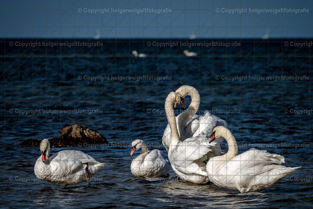 Familie Schwan | Kaufen sie online außergewöhnliche Fotografien auf Leinwand Acrylglas Fotoprint Aludibond von holgerweigeltfotografie - Realisiert mit Pictrs.com
