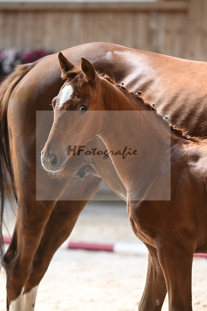 Kat-Nr. 17 HF Vitalis x Topas_Ritzel_32240593 | hf-fotografie - Realisiert mit Pictrs.com
