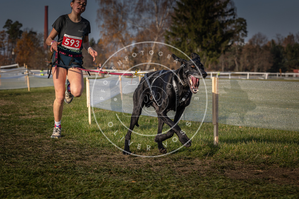 CaniXpix_0L8A9752 | Hundefotografie, Tierfotograf, Pfotenfotografie, Fotoshooting Hund, Hunde Portrait, Hundesport, Hundeportraits, Heideshooting, Hunde, Sportfotograf, Hundefotograf, Turnierhundsport, THS,  - Realisiert mit Pictrs.com