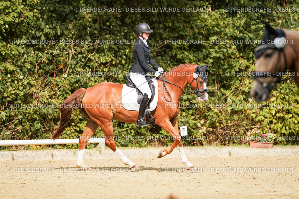 DSC03244 | Pferdegrafie