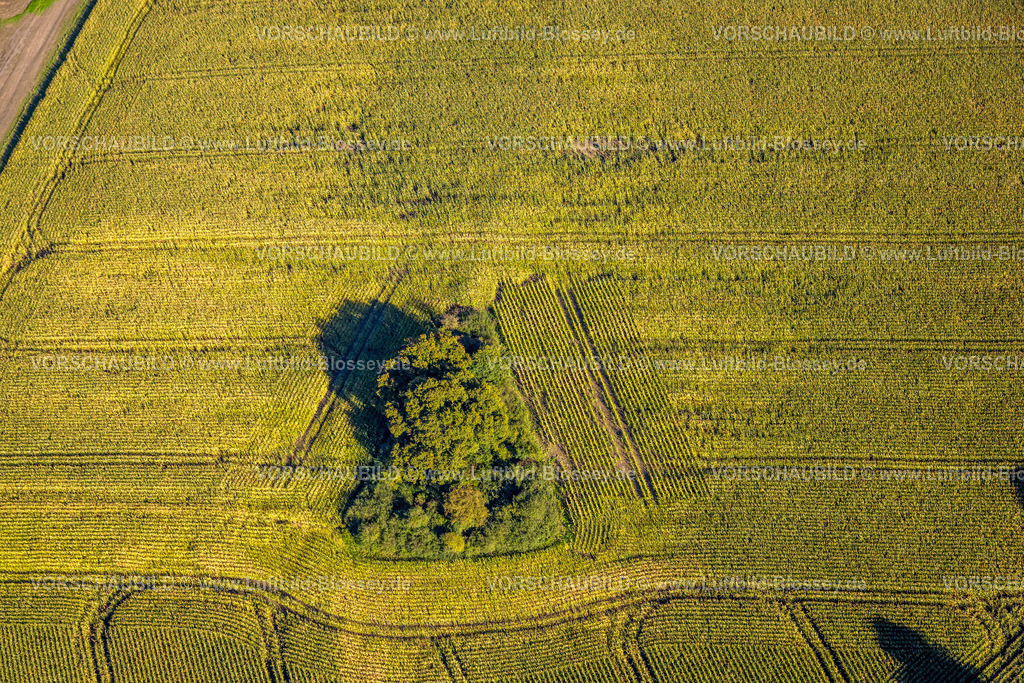 Bergkamen241006548Maiwald | Luftbild, dreieckige Baumgruppe auf einem Feld an der Lünener Straße, Acker, Feld, Baumgruppe, Landwirtschaft, Weddinghofen, Bergkamen, Ruhrgebiet, Nordrhein-Westfalen, Deutschland