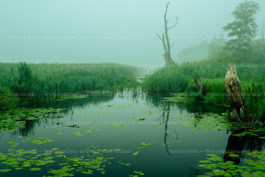 Biotop Fegersee | Nebel im Naturschutzgebiet - Realisiert mit Pictrs.com