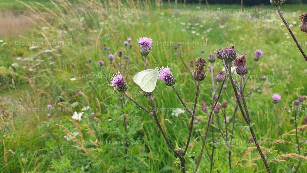 Kratzdistel mit Kohlweißling | Die Blüten der Kratzdistel sind eine wichtige Nahrungsquelle für Bienen, Schmetterlinge und Hummeln. Der Kohlweißling ist aufgrund seiner auffälligen Erscheinung und seiner Bedeutung als Bestäuber ein häufig beobachteter Schmetterling und ein faszinierendes Beispiel für die Vielfalt der Schmetterlinge in der Natur. Die Rauben des Kohlweißlings sind als Schädlinge eingestuft. - Realisiert mit Pictrs.com