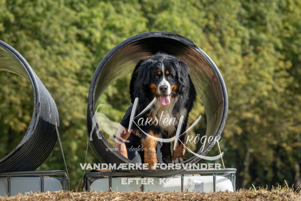 1135_ZZ94875 | kk-dogfotos