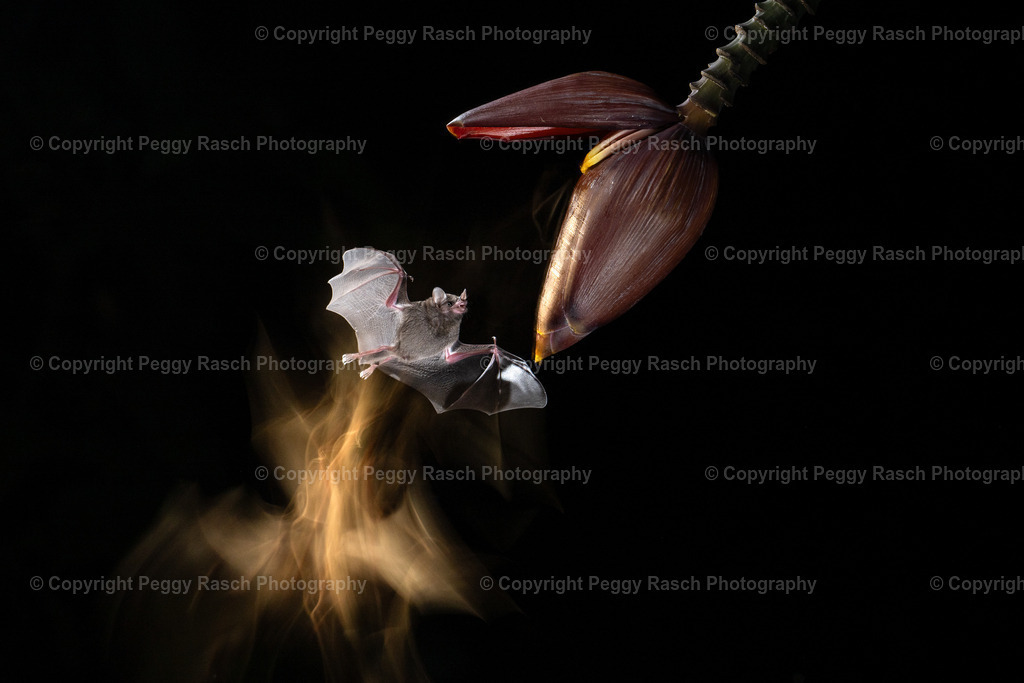 Fledermäuse (11) | PeggyRaschPhotography - Realisiert mit Pictrs.com
