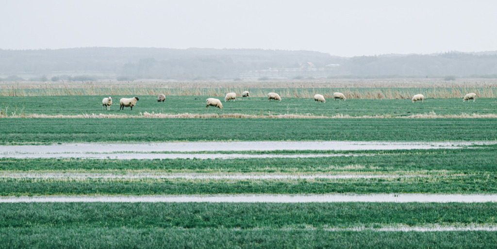 Schafe im Meldorfer Moor | Auf einer Weide im Meldorfer Moor grasen Schafe an einem nasskalten Tag im Dezember. Die weite Ebene lässt den Blick bis zu den Hügeln schweifen, die in der Ferne trübe aufragen. — Auflösung des Originals: 8256 x 4128 px. - Realisiert mit Pictrs.com