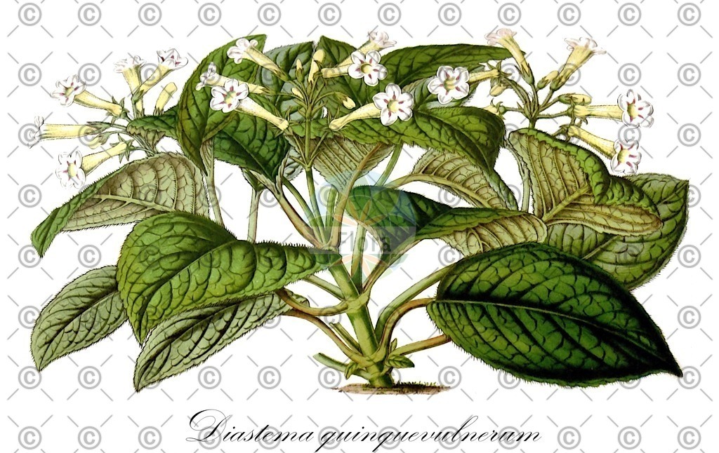 HistAbb_wfo-0000644836_2_ENZY_Simple | Historische Abbildung von Diastema quinquevulnerum - Gesneriaceae | Historical Illustration of Diastema quinquevulnerum - Gesneriaceae