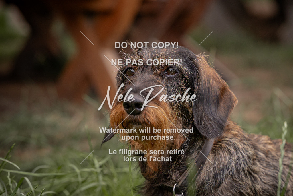 nelerasche_DoN_341 | nelerasche