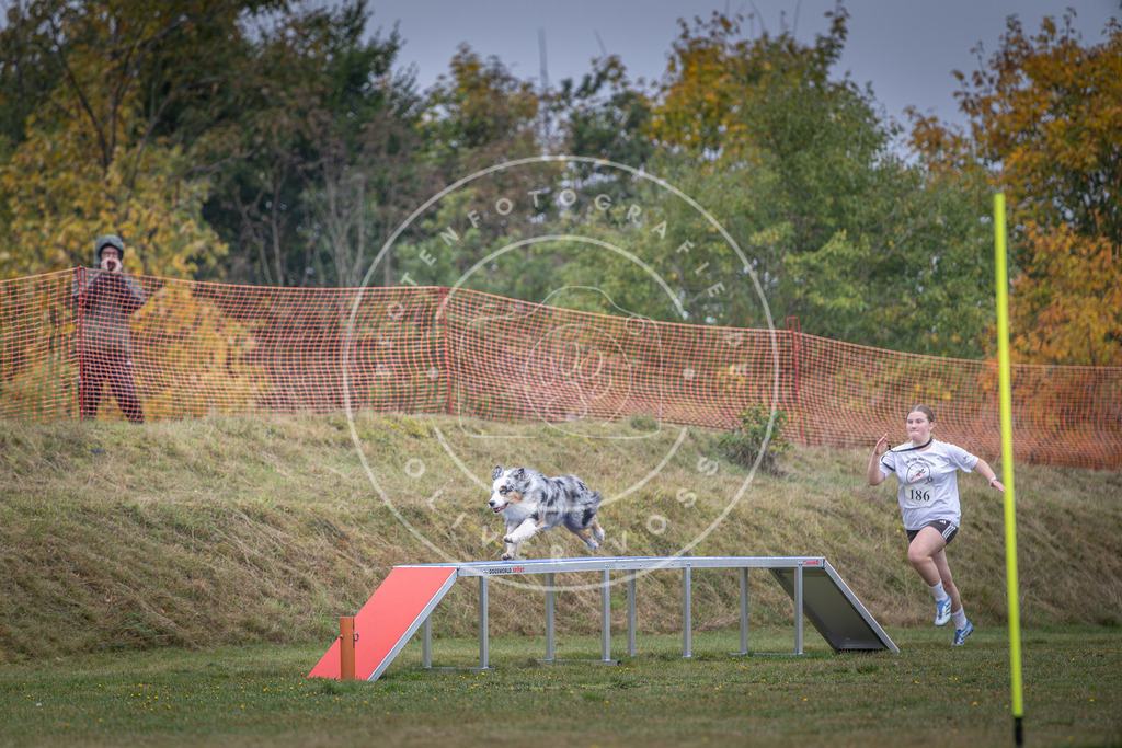 Pfotenfotografie_DV3A0455 | Hundefotografie, Tierfotograf, Pfotenfotografie, Fotoshooting Hund, Hunde Portrait, Hundesport, Hundeportraits, Heideshooting, Hunde, Sportfotograf, Hundefotograf, Turnierhundsport, THS,  - Realisiert mit Pictrs.com