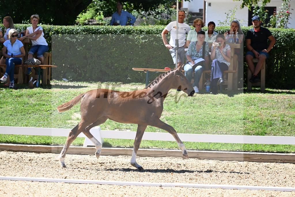 Kat-Nr. 68 SF Floricello x Donnerschlag_Gossner_27230729 | hf-fotografie - Realisiert mit Pictrs.com