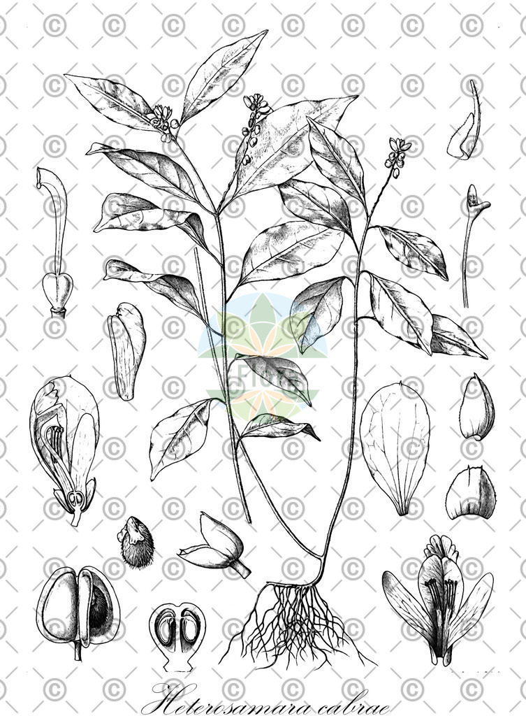 HistAbb_wfo-0001197580_1_ENZY_Simple | Historische Abbildung von Heterosamara cabrae - Polygalaceae | Historical Illustration of Heterosamara cabrae - Polygalaceae
