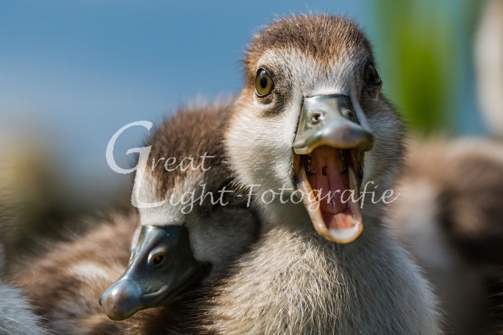 DSC_9758 | Great-Light Fotografie - Realisiert mit Pictrs.com