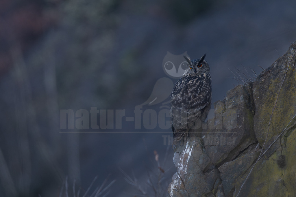 R5M28442_20260307 | Ein majestätischer Uhu (Bubo bubo) sitzt auf einem zerklüfteten Felsen, dessen Gefieder in dunklen Grau- und Brauntönen mit feinen Mustern gehalten ist. Seine markanten orangefarbenen Augen blicken aufmerksam nach vorne. Der Hintergrund ist unscharf und in einem tiefen Dunkelblau gehalten, was eine ruhige und geheimnisvolle Atmosphäre schafft. - Realisiert mit Pictrs.com