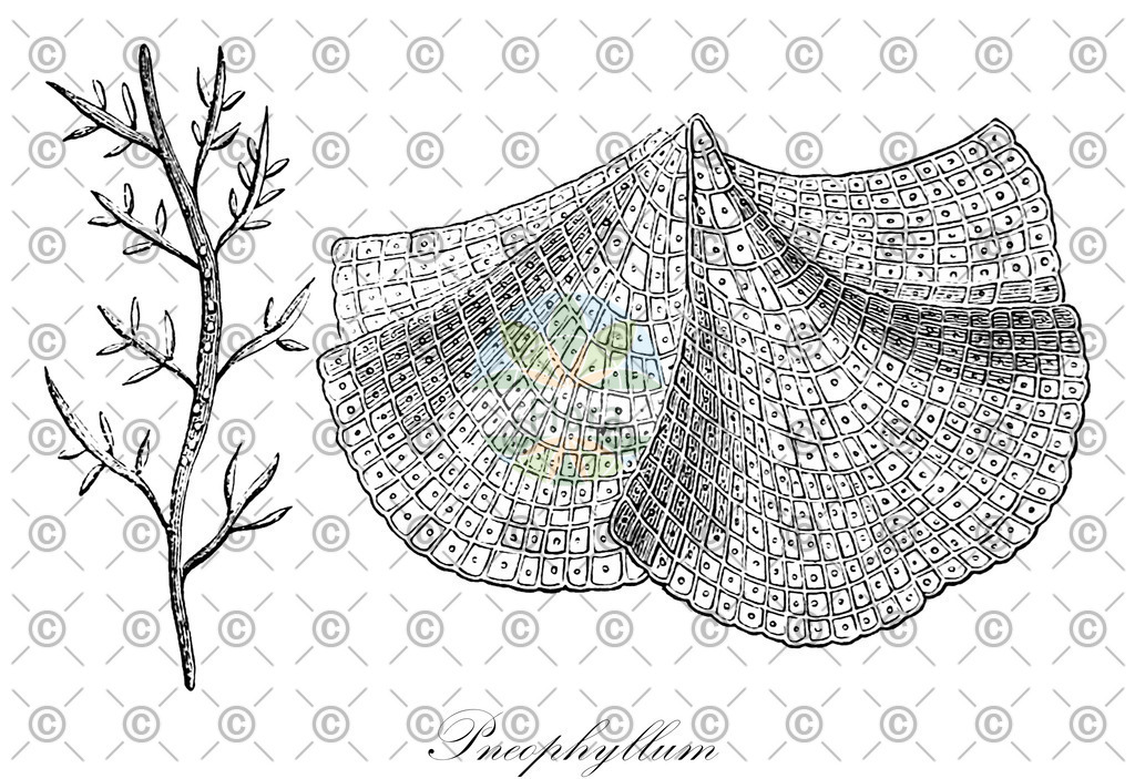 HistAbb_wfo-0000279219_1_ENZY_Simple | Historische Abbildung von Pneophyllum - Corallinaceae (0) | Historical Illustration of Pneophyllum - Corallinaceae (0)