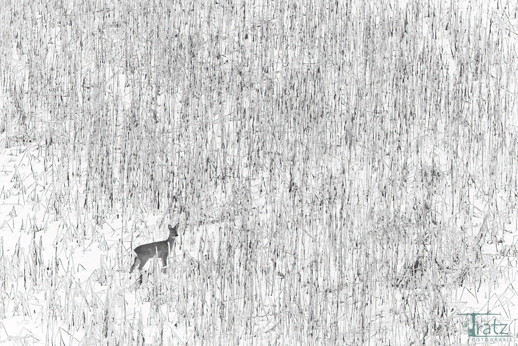 Deer in grainfield | Onine Shop von Tratz Fotografie
Wildlife - Zoo - Nature Photography
Tierporträts, Landschaftsbilder und Naturaufnahmen
Wandbilder in vielen Formaten und Materialien
Download der Bilder für private und gewerbliche (nur nach Absprache) Zwecke. - Realisiert mit Pictrs.com