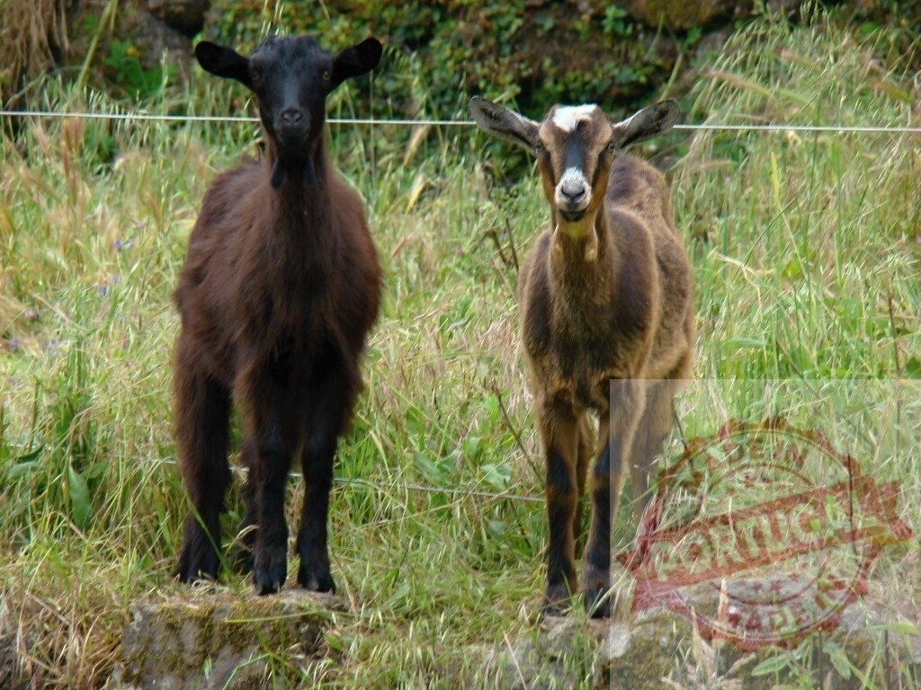 Black and brown goats looking at camera in field | Two young goats standing in green grass, watching, with one black and one brown - Realized with Pictrs.com