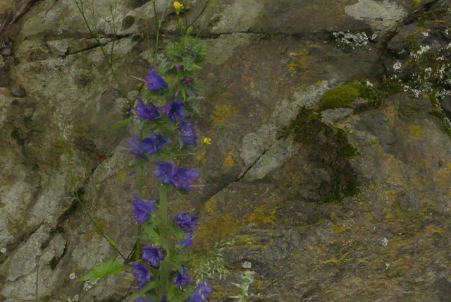 Glockenblume an Felsen | Verkauf von Fotos und  Videoclips zumThema Natur.Motive sind Pflanzen, Tiere, Landschaftenund Wetter - Realisiert mit Pictrs.com