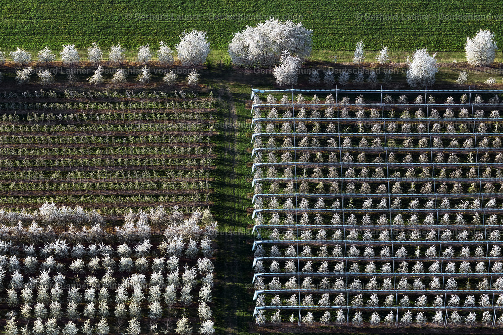 4024604 | MECKENBEUREN 15.04.2020 Blühende Baumreihen einer Obstanbau- Plantage auf einem Feld im Ortsteil Meckenbeuren in Meckenbeuren im Bundesland Baden-Württemberg, Deutschland. // Rows of trees of fruit cultivation plantation in a field in the district Meckenbeuren in Meckenbeuren in the state Baden-Wuerttemberg, Germany. Foto: Gerhard Launer