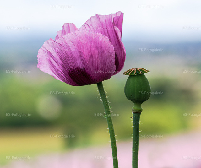Mohnblume