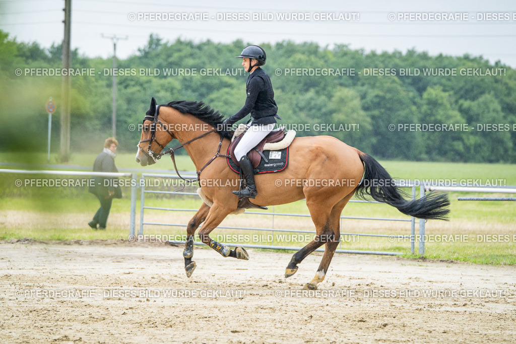 DSC01970 | Pferdegrafie