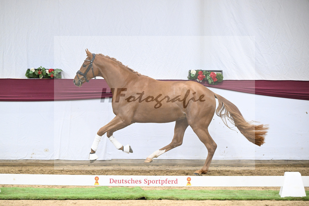 Kat-Nr. 137 Zackerey x Sarkozy_Joachim May_47254639 | hf-fotografie - Realisiert mit Pictrs.com