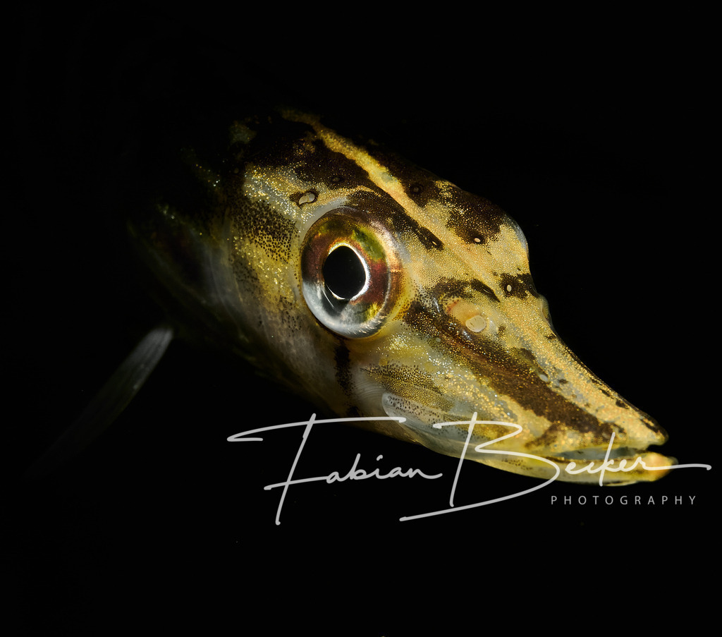 Vom Dunkeln ins Licht | Einzigartige Wandbilder von faszinierenden Unterwasserwelten. Exklusive Kunst für Empfangsbereiche, Wohnraum oder Wartezimmer. - Realisiert mit Pictrs.com