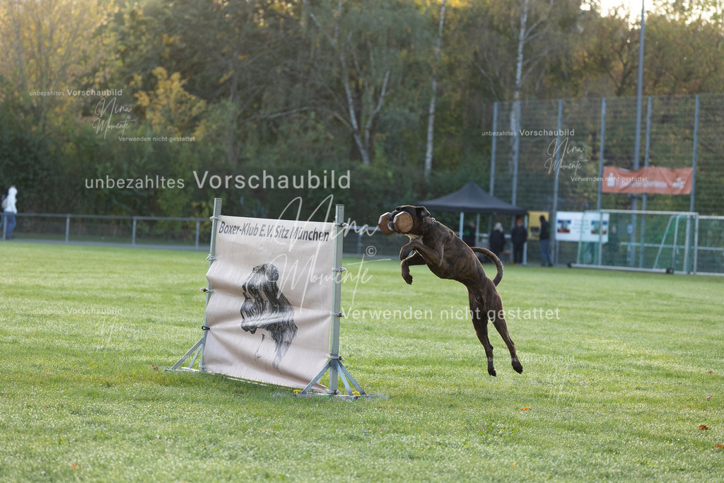 _16A5949 | Einzigartige Fotos von Hunden & Menschen –Actionfotos, Portraits, Vereinsaufnahmen & Paarshootings – authentisch, lebendig & mit Herz.