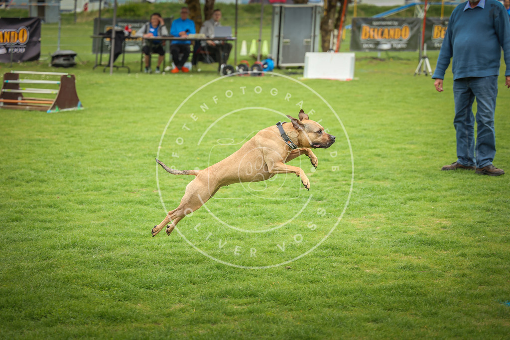 Pfotenfotografie_0L8A9490 | Hundefotografie, Tierfotograf, Pfotenfotografie, Fotoshooting Hund, Hunde Portrait, Hundesport, Hundeportraits, Heideshooting, Hunde, Sportfotograf, Hundefotograf, Turnierhundsport, THS,  - Realisiert mit Pictrs.com
