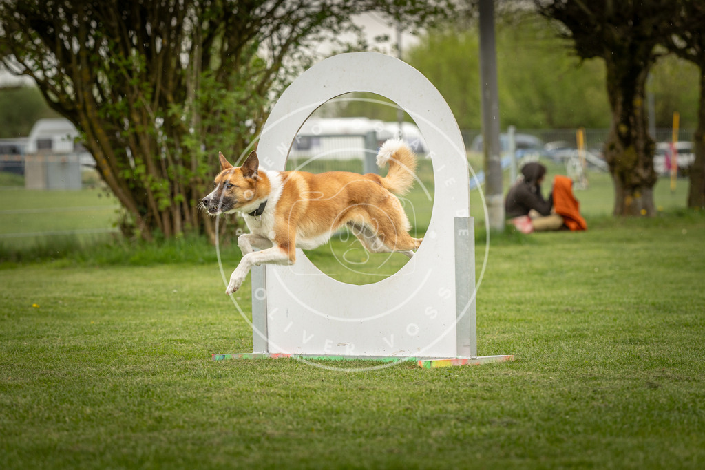 Pfotenfotografie_DV3A3336 | Hundefotografie, Tierfotograf, Pfotenfotografie, Fotoshooting Hund, Hunde Portrait, Hundesport, Hundeportraits, Heideshooting, Hunde, Sportfotograf, Hundefotograf, Turnierhundsport, THS,  - Realisiert mit Pictrs.com
