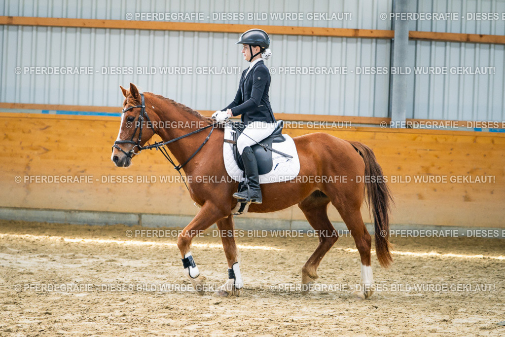 DSC01681 | Pferdegrafie