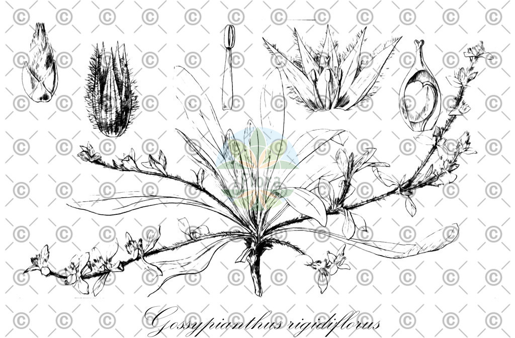 HistAbb_wfo-0000708307_1_ENZY_Simple | Historische Abbildung von Gossypianthus rigidiflorus - | Historical Illustration of Gossypianthus rigidiflorus - 