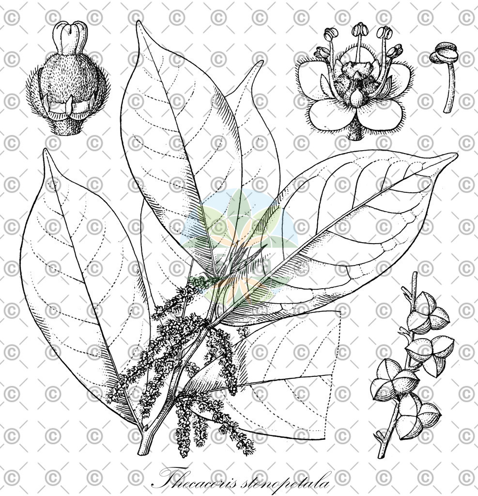 HistAbb_wfo-0000322877_1_ENZY_Simple | Historische Abbildung von Thecacoris stenopetala - Phyllanthaceae | Historical Illustration of Thecacoris stenopetala - Phyllanthaceae