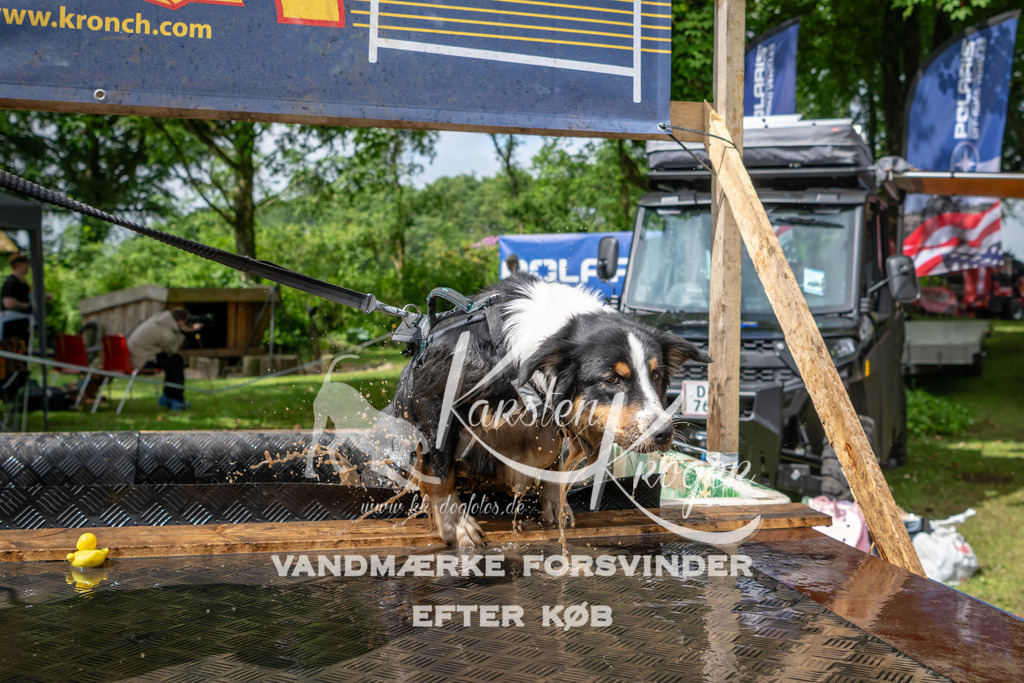 1015_ZZ90348 | kk-dogfotos