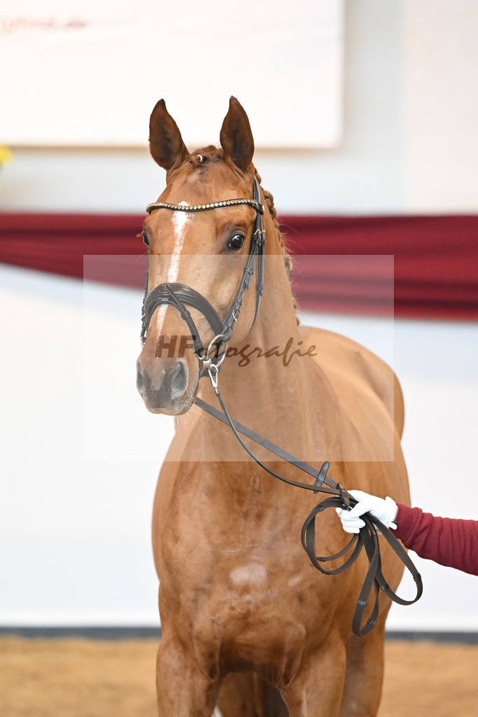 Kat-Nr. 56 v. Vivaldos_Fischer_66220840 | hf-fotografie - Realisiert mit Pictrs.com