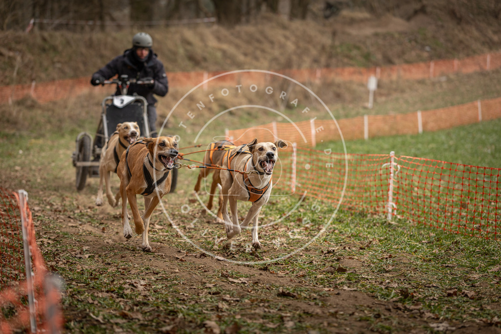 Pfotenfotografie_DV3A8127 | Hundefotografie, Tierfotograf, Pfotenfotografie, Fotoshooting Hund, Hunde Portrait, Hundesport, Hundeportraits, Heideshooting, Hunde, Sportfotograf, Hundefotograf, Turnierhundsport, THS,  - Realisiert mit Pictrs.com