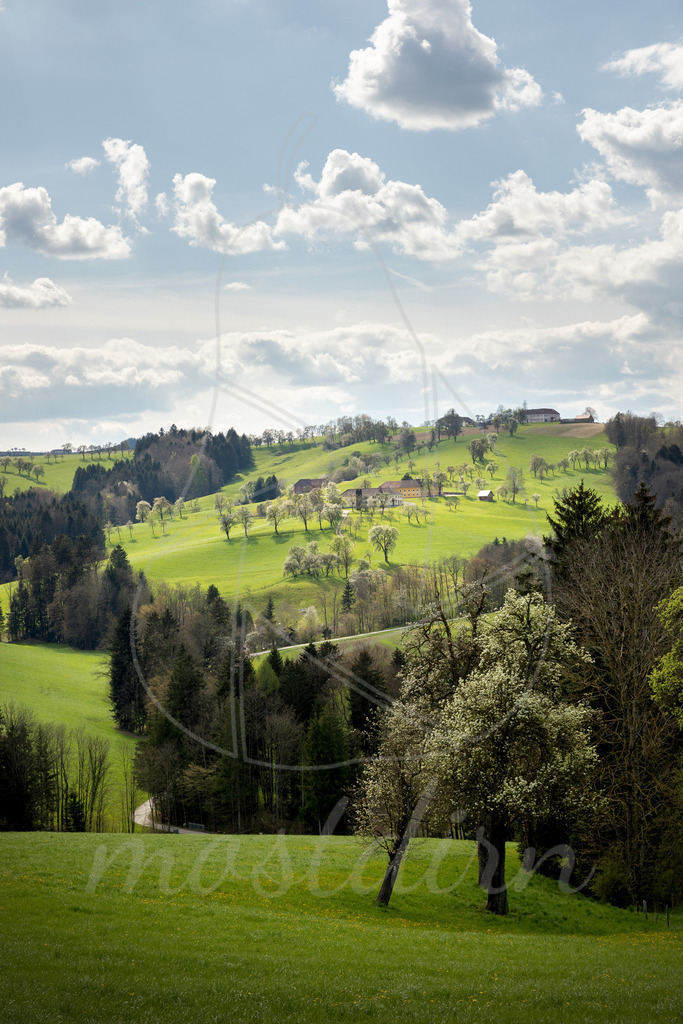 Birnbaumblüte Mostviertel | Bei Veröffentlichung des Bildes ist eine Namensnennung wie folgt erforderlich: Foto: Mostdirn Irmgard Wieser - Realisiert mit Pictrs.com