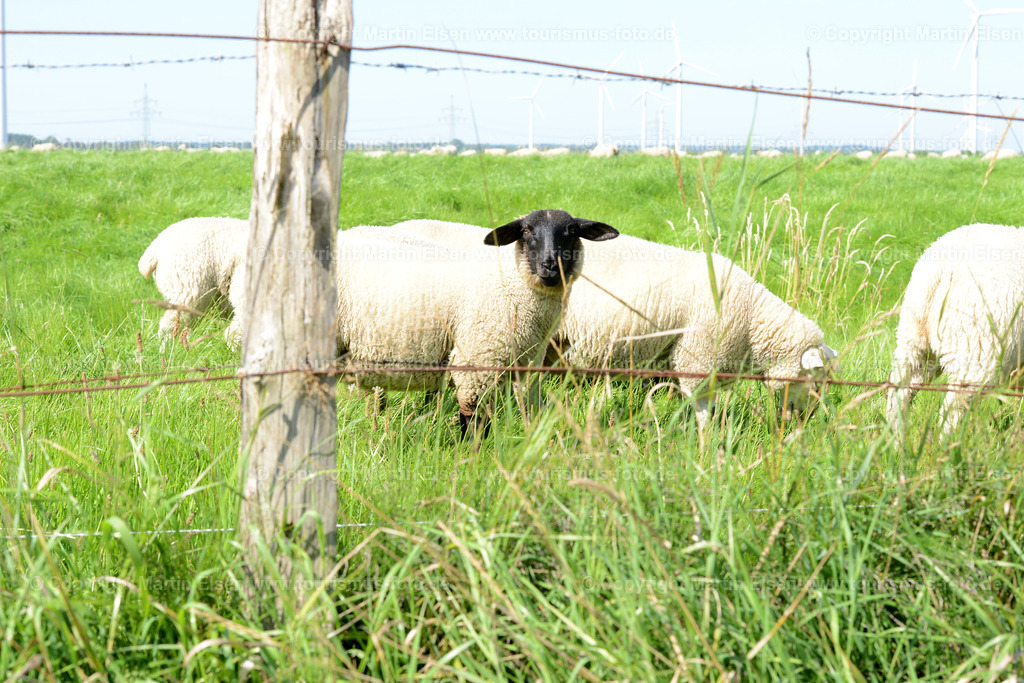 Windräder_Schafe_ELS_3034 | Fotos aus den Touristenorten aus Norddeutschland. - Realisiert mit Pictrs.com