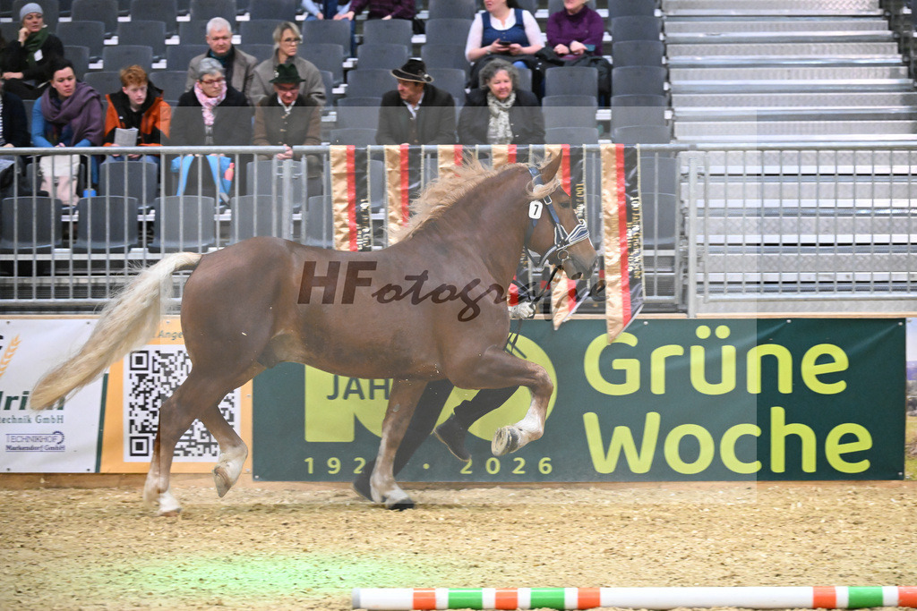 Kat-Nr. 7 Rivaldo v. Rivero_HLG Schwaiganger_1260127 | hf-fotografie - Realisiert mit Pictrs.com