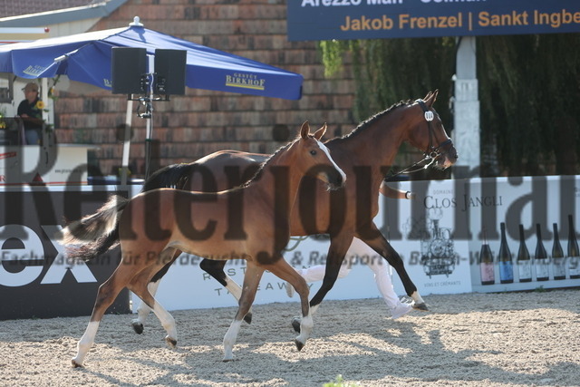 Gestüt_Birkhof_Fohlenchampionat_KN_04 (2) | Alle Fotos der Reiterjournal Fotografin Doris Matthaes im Reiterjournal Online-Fotoshop. - Realisiert mit Pictrs.com
