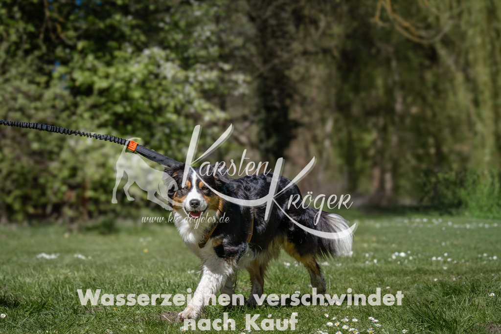 1254_ZZ94976 | kk-dogfotos