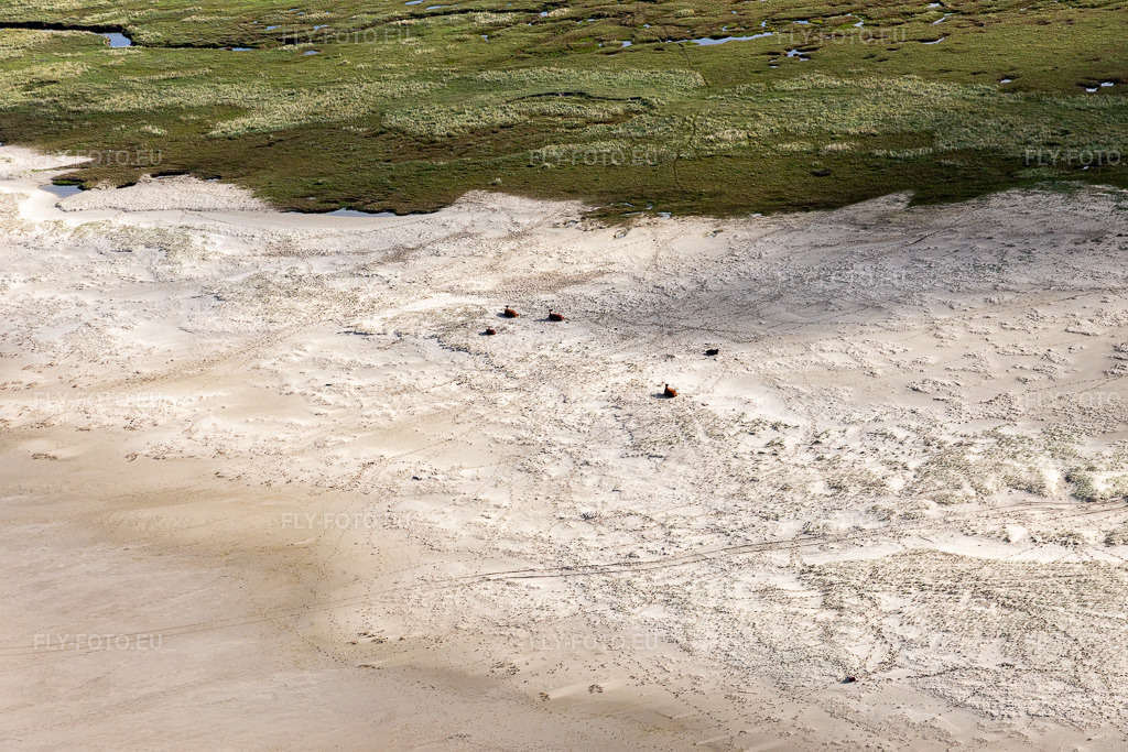Vue aérienne: Bétail dans les dunes sur la plage de sable à Fanø dans le département Syddanmark, Danemark. Photo: IMG_118572.jpg prise le 21/09/2019 par Werner Riehm/FLY-FOTO.euRésolution de l'original: 5472 x 3648 px