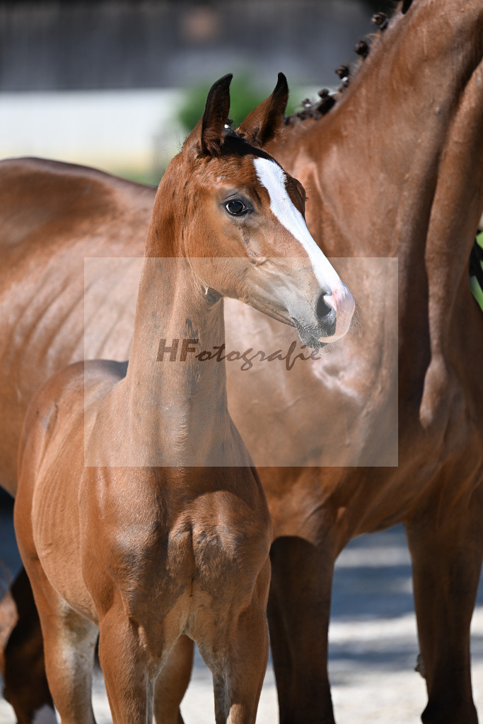 Kat-Nr. 7 Fuerst Grandios x Diamond Hit_HF_Hirschinger_26250087 | hf-fotografie - Realisiert mit Pictrs.com