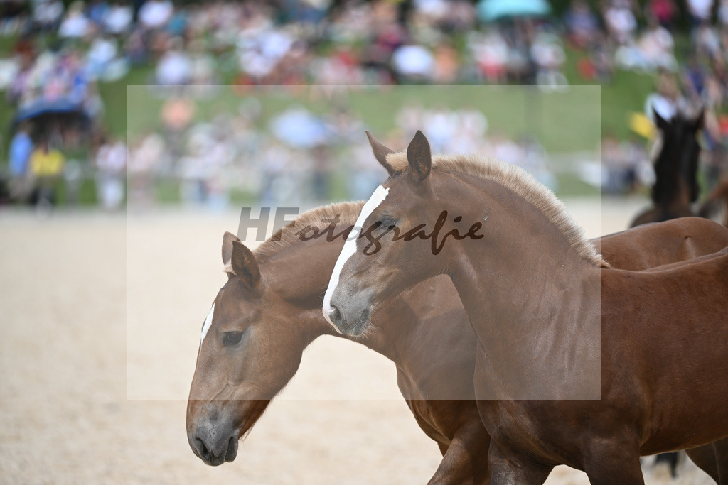 Stuten mit Fohlen_36240450 | hf-fotografie - Realisiert mit Pictrs.com