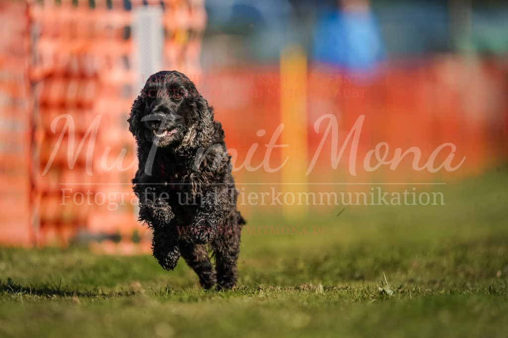 20250928_Hunderennen-93 | MuT (Mensch und Tier) mit Mona - Fotografie und Tierkommunikation - Realisiert mit Pictrs.com