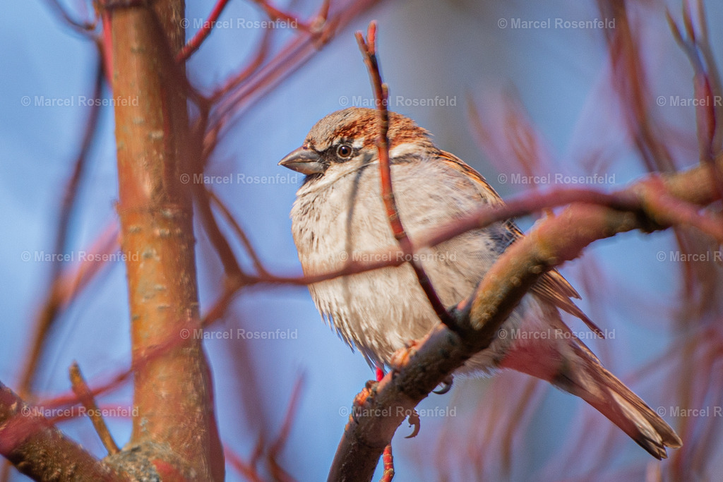 _DSC7359 | foto-rosenfeld