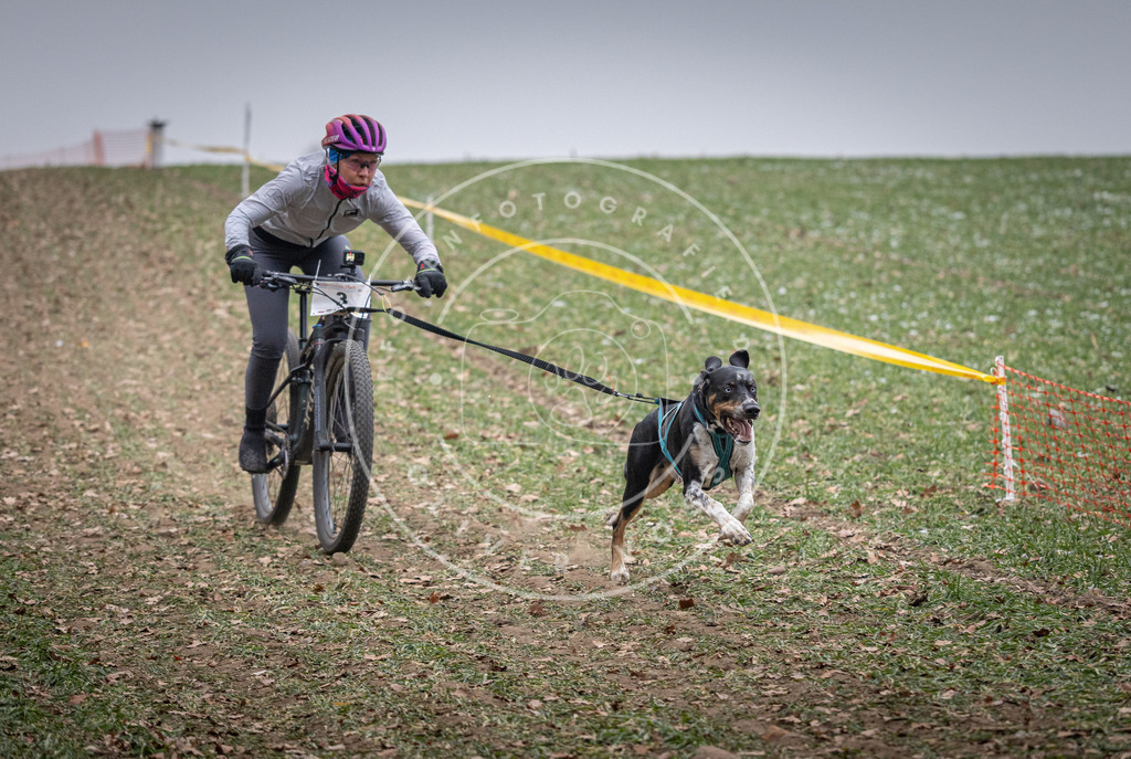 Pfotenfotografie_DV3A0971 | Hundefotografie, Tierfotograf, Pfotenfotografie, Fotoshooting Hund, Hunde Portrait, Hundesport, Hundeportraits, Heideshooting, Hunde, Sportfotograf, Hundefotograf, Turnierhundsport, THS,  - Realisiert mit Pictrs.com