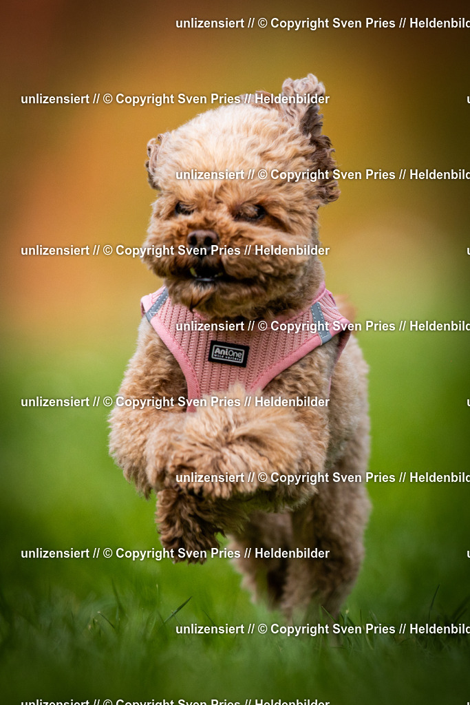 Sven Pries | 2025-04-13 - Hunderennen Baden-Baden - Realisiert mit Pictrs.com