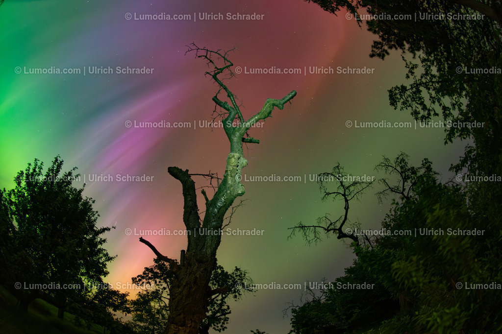 10049-13680 - Polarlichter im Harzkreis | Stockfoto und Bilderpool mit Bildmaterial aus Deutschland, dem Harz, Halberstadt, Quedlinburg, Wernigerode und weltweit. Qualitativ hochwertige und professionelle Fotos anschauen und kaufen. - Realisiert mit Pictrs.com