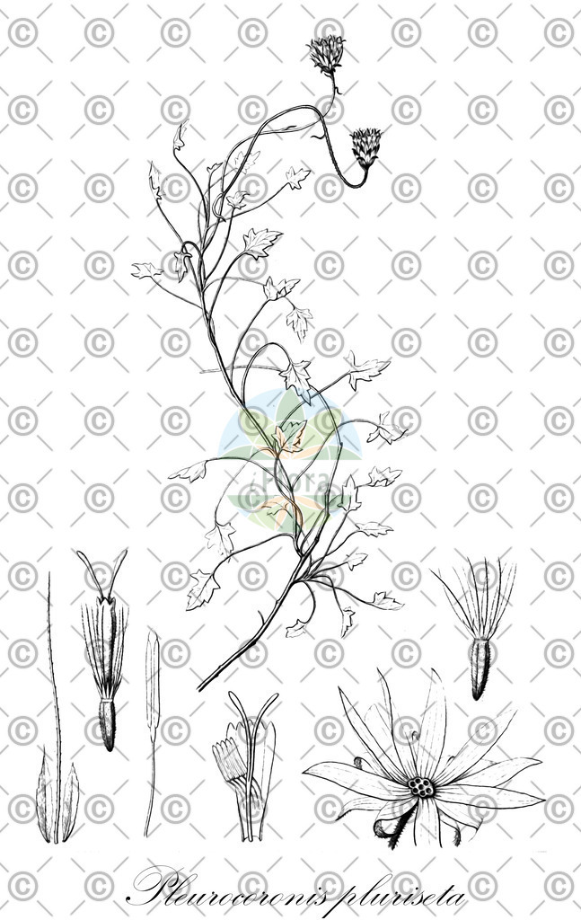 HistAbb_wfo-0000170608_2_ENZY_Simple | Historische Abbildung von Pleurocoronis pluriseta - Asteraceae | Historical Illustration of Pleurocoronis pluriseta - Asteraceae